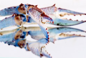 food photography rhodes